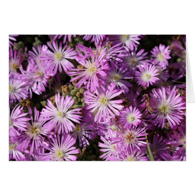 Purple Flowers Blank Card (Voorkant Horizontaal)