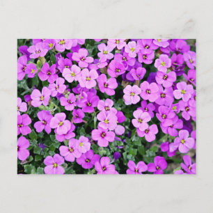 Purple Flowers Briefkaart