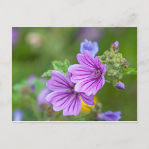 Purple Flowers Briefkaart