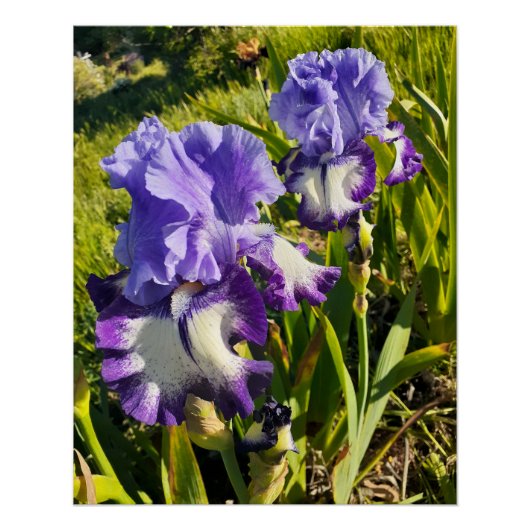 Purple Flowers Floral Iris Irises Mothers Day Perfect Poster (Voorkant)