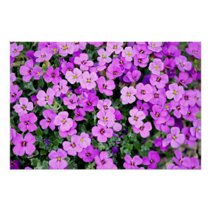 Purple Flowers Garden Perfect Poster
