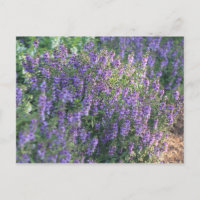 Purple Flowers in the Sunlight