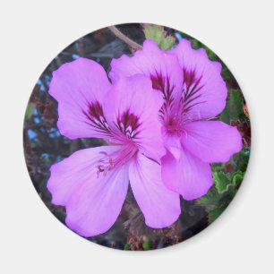 Purple Flowers Kitchen Magnet Magneet