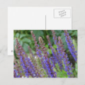 Purple flowers postcard briefkaart (Voorkant / Achterkant)