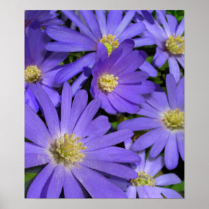 Purple Flowers print Blue Daisies Art Poster Print