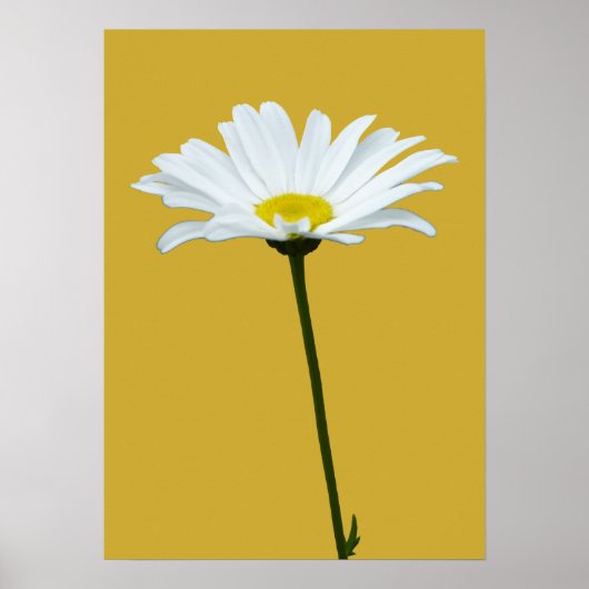 Purple Flowers Print Classic Daisies Poster Print (Voorkant)