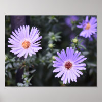 Purple Flowers Summer Natuur Fotografie Floral