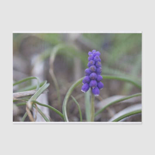 Purple Flowers Tissuepapier (Voorkant)