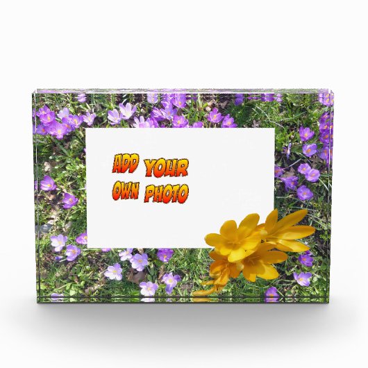 Purple Flowers Yellow Crocuses Cust. Fotoblok (Voorkant)