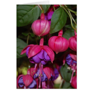 Purple Fuschia