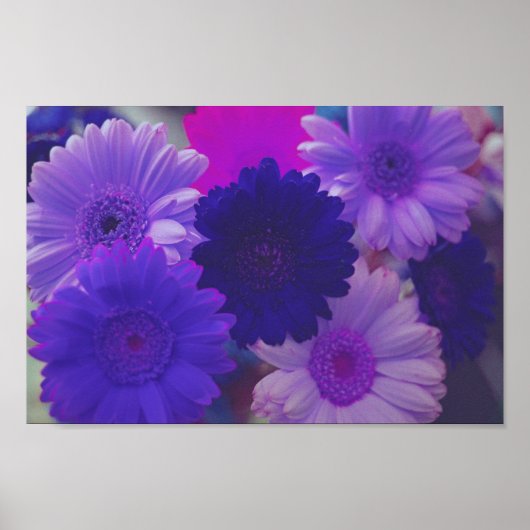 Purple Gerbera Daisy Flowers Wall Art Print Poster (Devant)