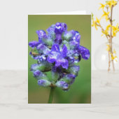 Purple glacé, carte (Fleur jaune)