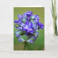 Purple glacé, carte