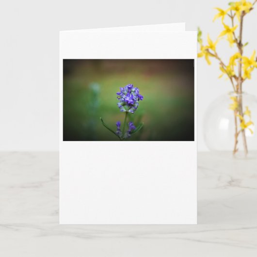 Purple glacé, carte (Fleur jaune)