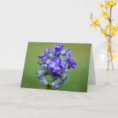 Purple glacé, carte (Fleur jaune)