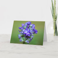 Purple glacé, carte