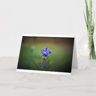 Purple glacé, carte