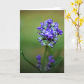 Purple glacé, carte (Fleur jaune)