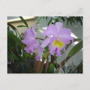 Purple Iris Briefkaart