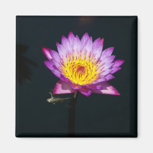 Purple Lotus Nénuphar Dragonfly Nymphe aimant