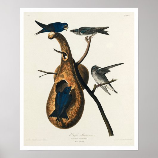 Purple Martin par Audubon Poster (Devant)