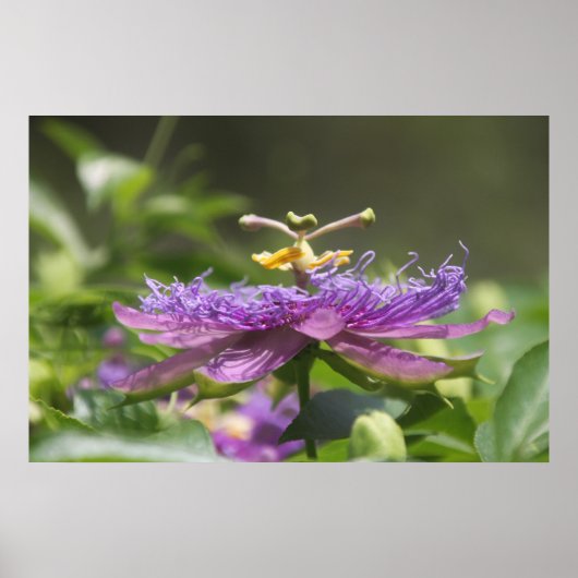 Purple Passion Flower Nature Poster (Devant)