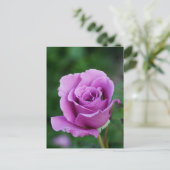 Purple Rose Bud Briefkaart (Staand voorkant)
