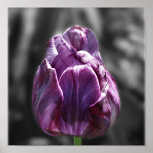 Purple Tulip Flower Partial Color Poster