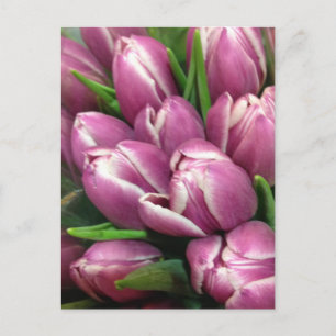 Purple Tulip Flowers Briefkaart