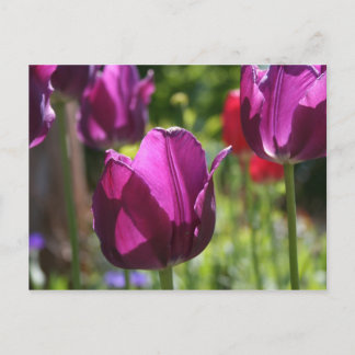 Purple Tulips 2007 Briefkaart