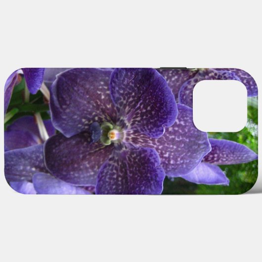Purple Vanda iPhone 13 Pro Max Coque (Verso (horizontal))