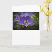 Purple & Vert, carte (Fleur jaune)