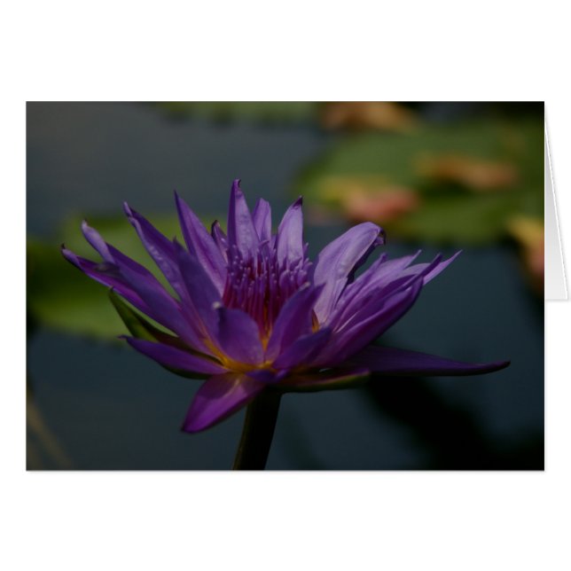 Purple Waterlily (Devant horizontal)