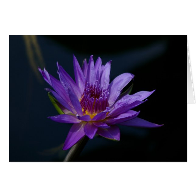 Purple Waterlily (Devant horizontal)