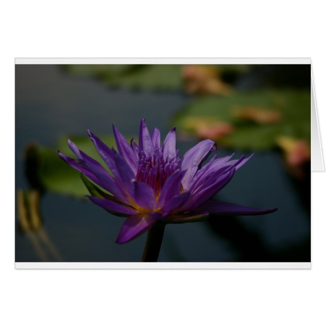 Purple Waterlily (Devant horizontal)