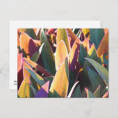 Purples & Golds Briefkaart (Voorkant / Achterkant)