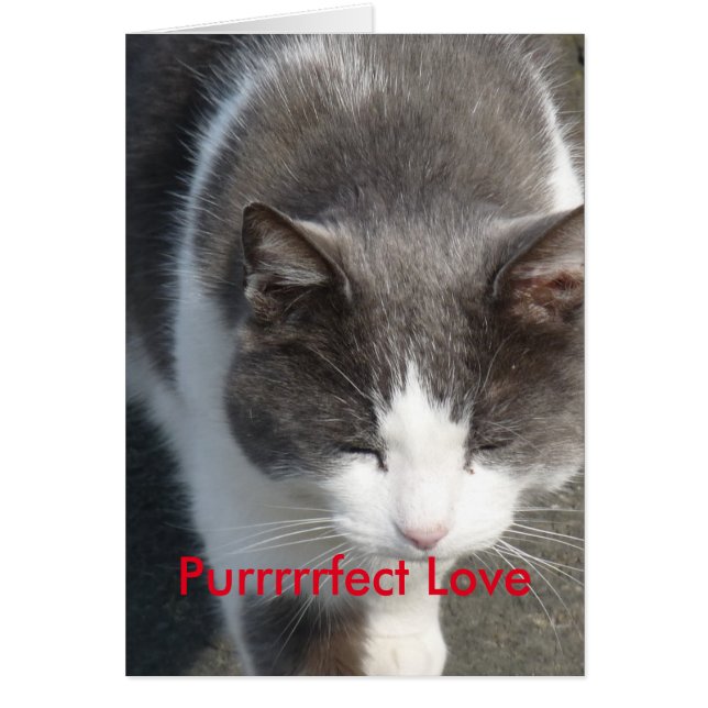 Purrfect Love Cat Kaart (Voorkant)