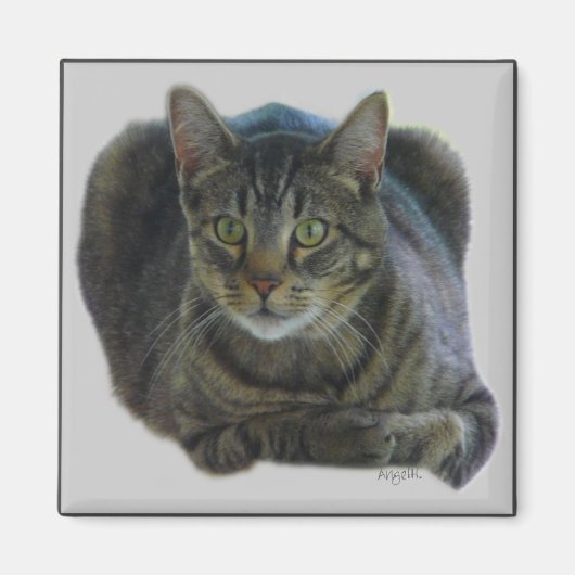 Purrfect magnet magneet (Voorkant)