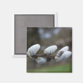 Pussy Willow Magnet (Recto/Verso)