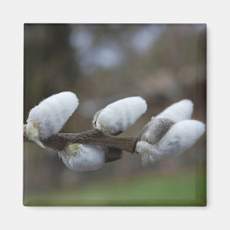 Pussy Willow Magnet