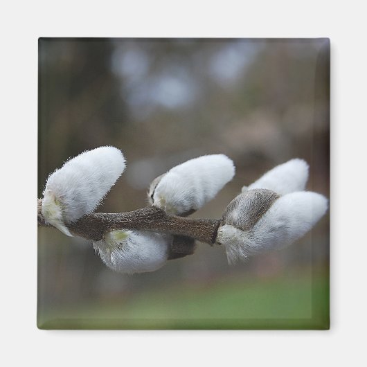 Pussy Willow Magnet (Devant)