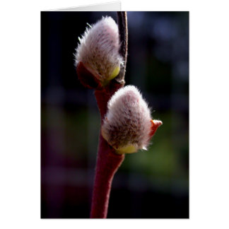 Pussywillow-knoppen in het voorjaar