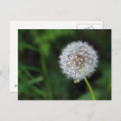 Pusteblume Briefkaart (Voorkant / Achterkant)
