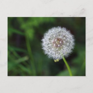 Pusteblume Briefkaart
