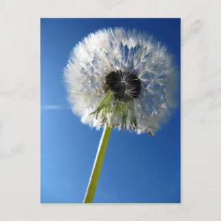 Pusteblume Briefkaart