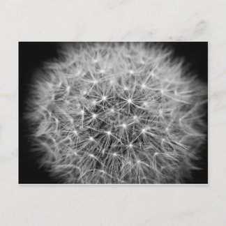Pusteblume Briefkaart