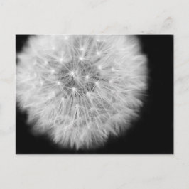 Pusteblume Briefkaart