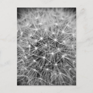 Pusteblume Briefkaart