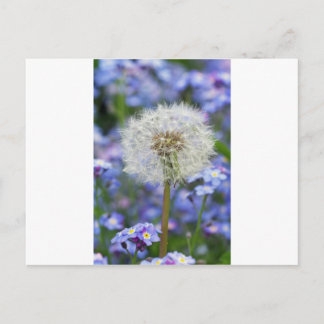 Pusteblumen Traum in blauen Vergissmeinnichtblüten Briefkaart
