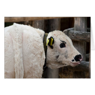 Pustertal Pied Calf